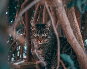 Preview wallpaper cat, pet, threat, branches
