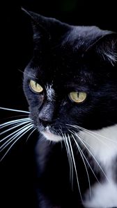 Preview wallpaper cat, pet, whiskers, animal, bw