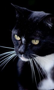 Preview wallpaper cat, pet, whiskers, animal, bw