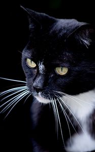 Preview wallpaper cat, pet, whiskers, animal, bw