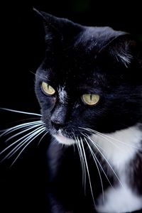 Preview wallpaper cat, pet, whiskers, animal, bw