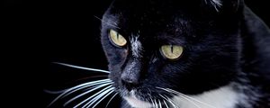 Preview wallpaper cat, pet, whiskers, animal, bw