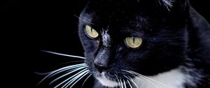 Preview wallpaper cat, pet, whiskers, animal, bw