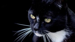 Preview wallpaper cat, pet, whiskers, animal, bw