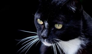 Preview wallpaper cat, pet, whiskers, animal, bw