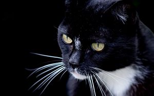 Preview wallpaper cat, pet, whiskers, animal, bw