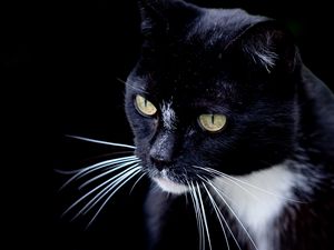 Preview wallpaper cat, pet, whiskers, animal, bw