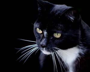 Preview wallpaper cat, pet, whiskers, animal, bw