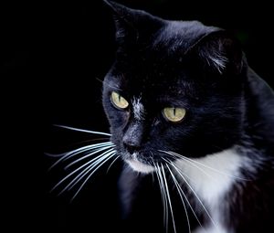 Preview wallpaper cat, pet, whiskers, animal, bw