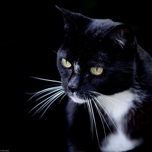 Preview wallpaper cat, pet, whiskers, animal, bw