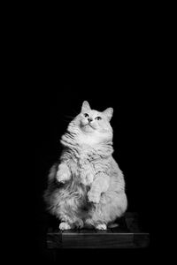Preview wallpaper cat, pet, white, bw