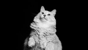 Preview wallpaper cat, pet, white, bw