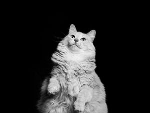 Preview wallpaper cat, pet, white, bw