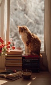 Preview wallpaper cat, pet, window, tulips, flowers