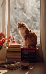 Preview wallpaper cat, pet, window, tulips, flowers