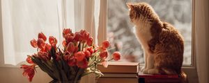 Preview wallpaper cat, pet, window, tulips, flowers