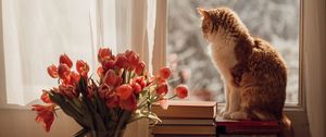 Preview wallpaper cat, pet, window, tulips, flowers