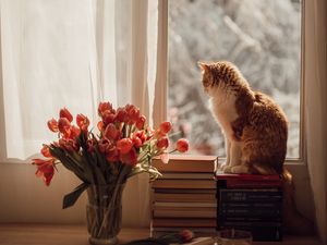 Preview wallpaper cat, pet, window, tulips, flowers