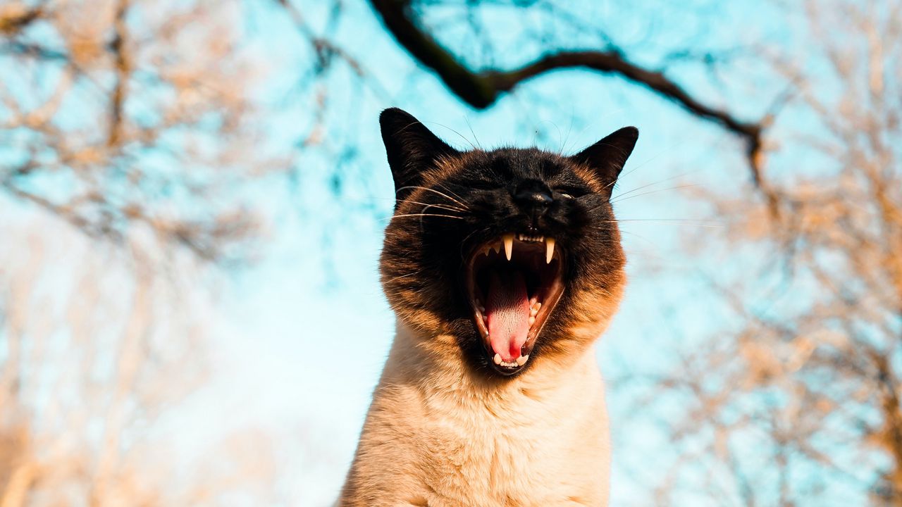 Wallpaper cat, pet, yawn, grass, branches