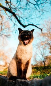 Preview wallpaper cat, pet, yawn, grass, branches