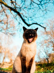 Preview wallpaper cat, pet, yawn, grass, branches