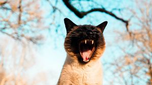 Preview wallpaper cat, pet, yawn, grass, branches