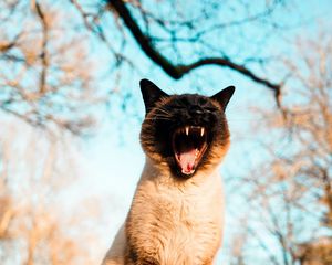 Preview wallpaper cat, pet, yawn, grass, branches