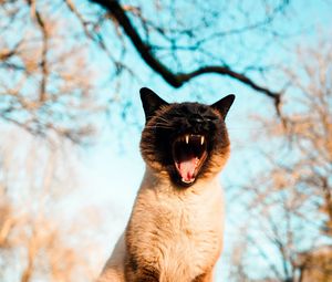 Preview wallpaper cat, pet, yawn, grass, branches