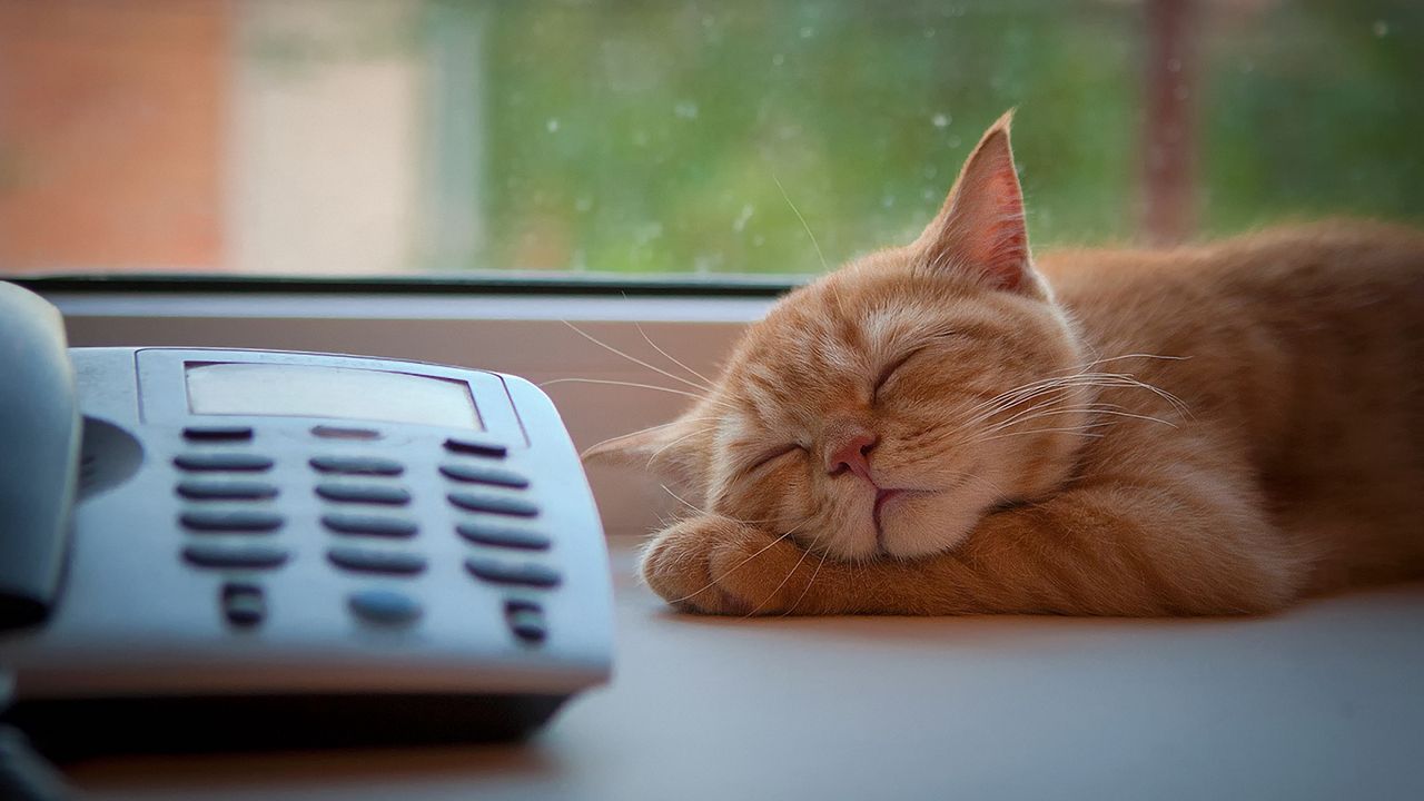 Wallpaper cat, phone, sleep, window sill, waiting
