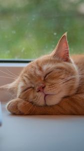 Preview wallpaper cat, phone, sleep, window sill, waiting