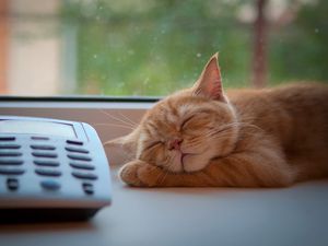 Preview wallpaper cat, phone, sleep, window sill, waiting