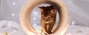 Preview wallpaper cat, photo shoot, sitting, snout