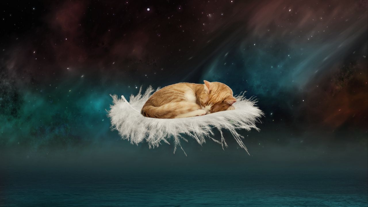 Wallpaper cat, photoshop, feather, flight, fantasy