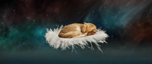 Preview wallpaper cat, photoshop, feather, flight, fantasy