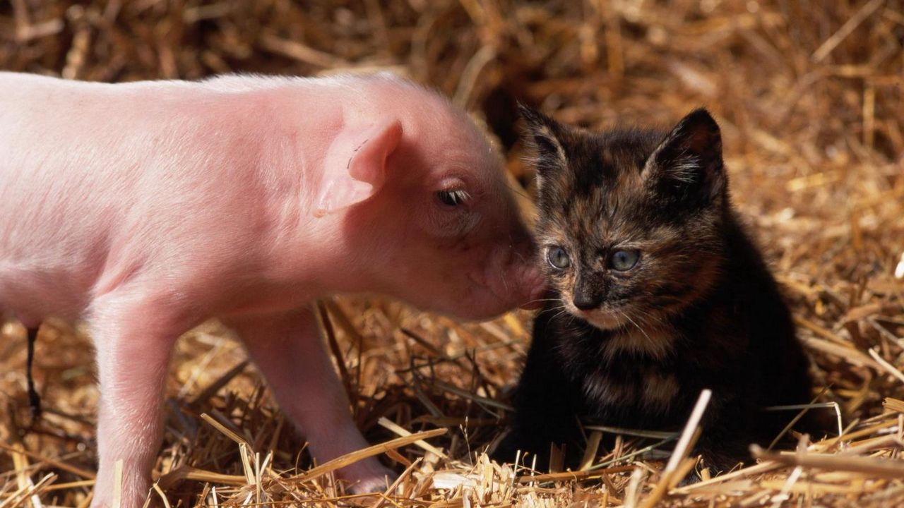 Wallpaper cat, pig, young, friendship