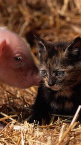 Preview wallpaper cat, pig, young, friendship
