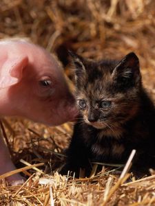 Preview wallpaper cat, pig, young, friendship
