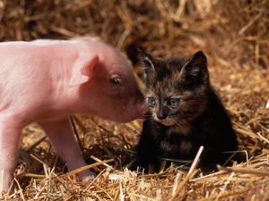 Preview wallpaper cat, pig, young, friendship