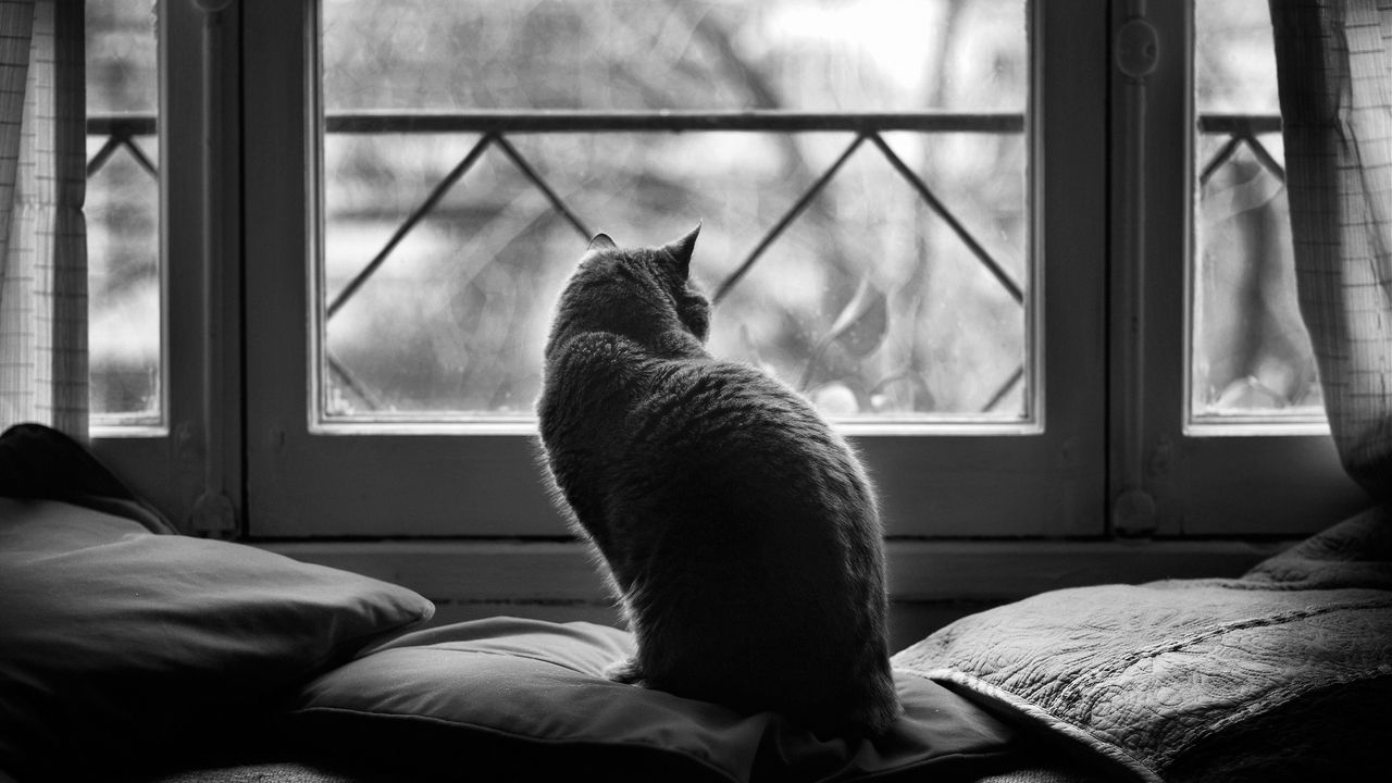 Wallpaper cat, pillows, sit, dark
