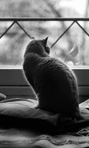 Preview wallpaper cat, pillows, sit, dark
