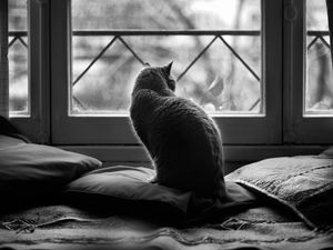 Preview wallpaper cat, pillows, sit, dark