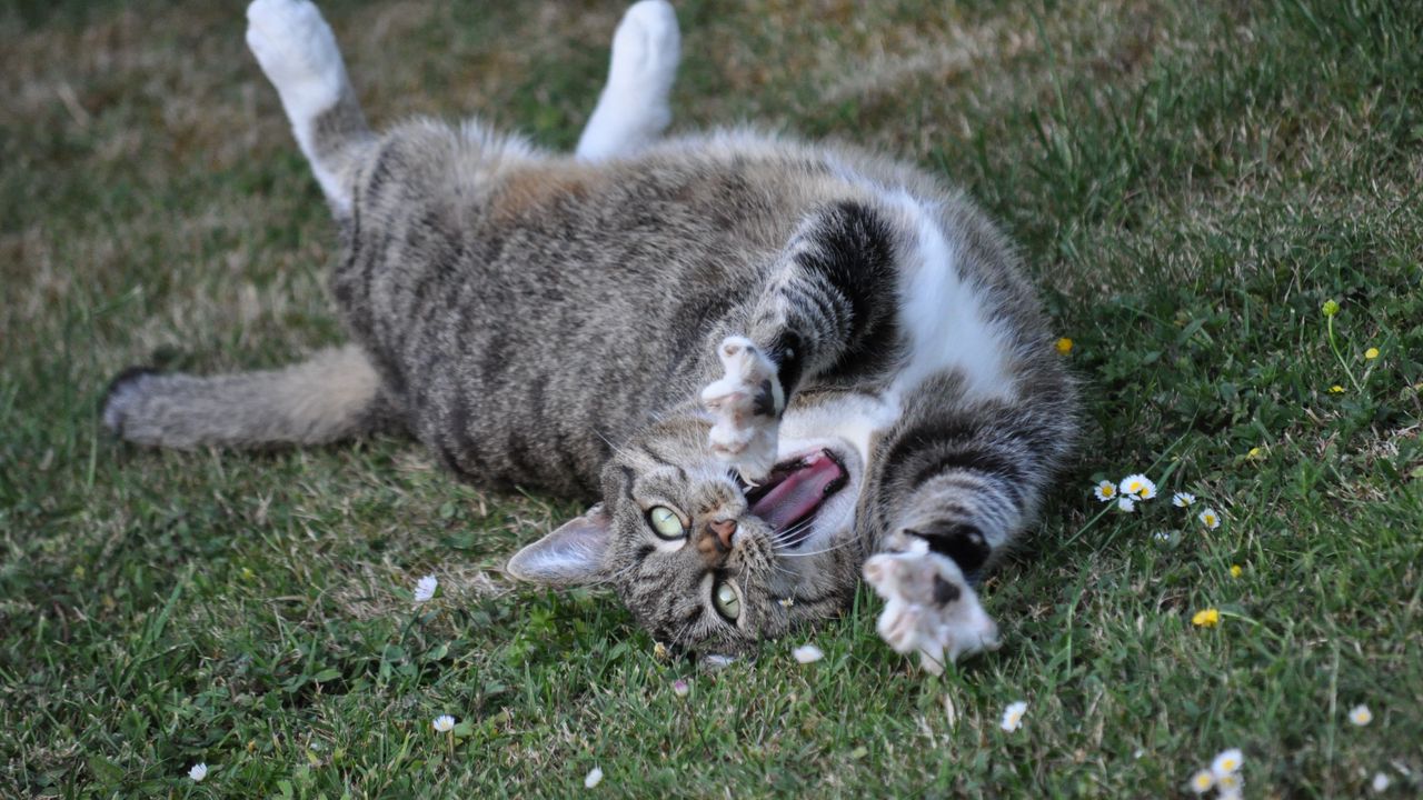 Wallpaper cat, playful, cool, lying, grass