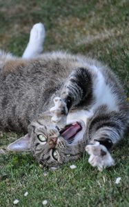 Preview wallpaper cat, playful, cool, lying, grass