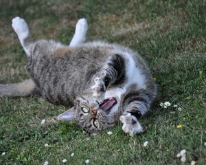 Preview wallpaper cat, playful, cool, lying, grass