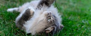 Preview wallpaper cat, playful, fluffy, lies