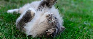 Preview wallpaper cat, playful, fluffy, lies