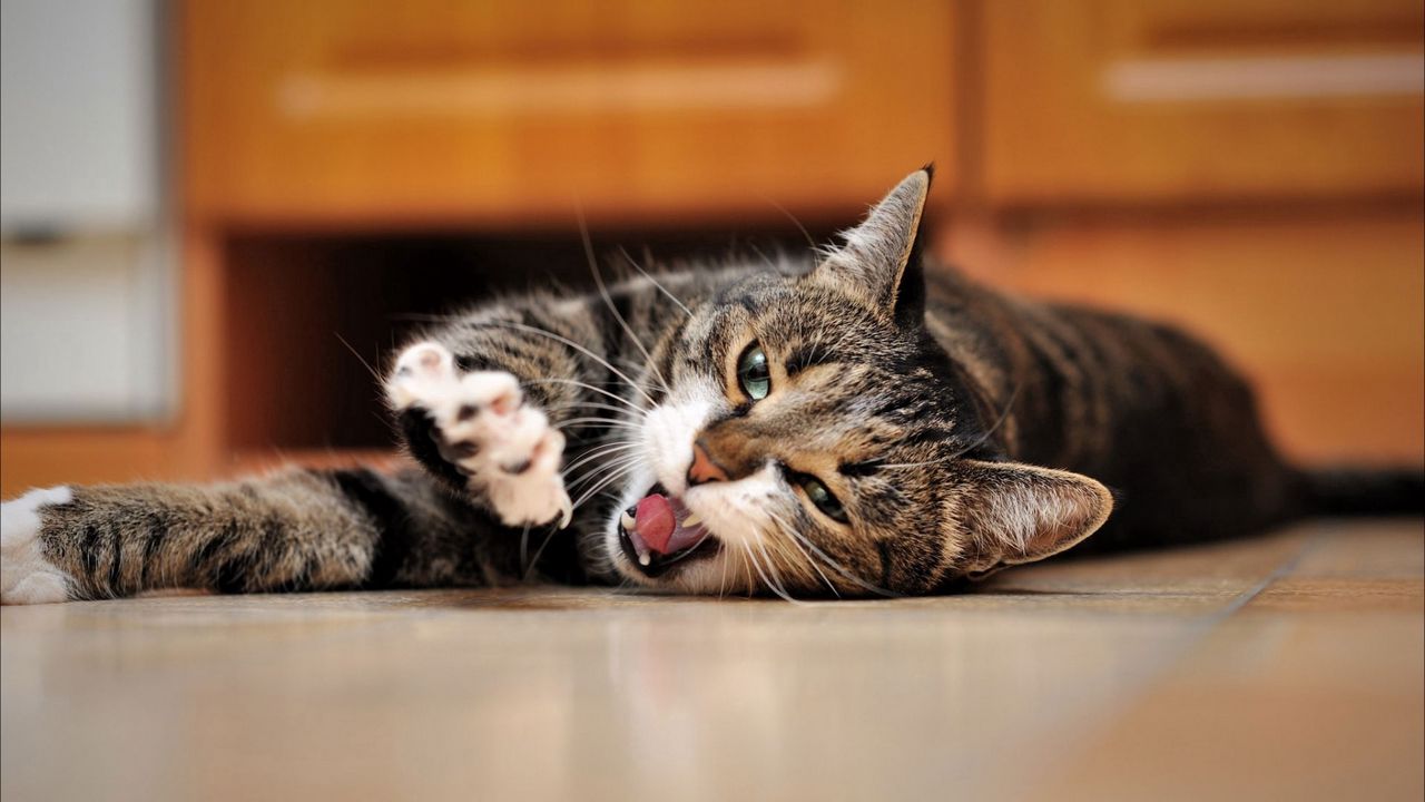 Wallpaper cat, playful, foot, face, lie