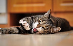 Preview wallpaper cat, playful, foot, face, lie