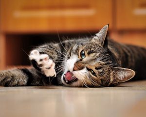 Preview wallpaper cat, playful, foot, face, lie