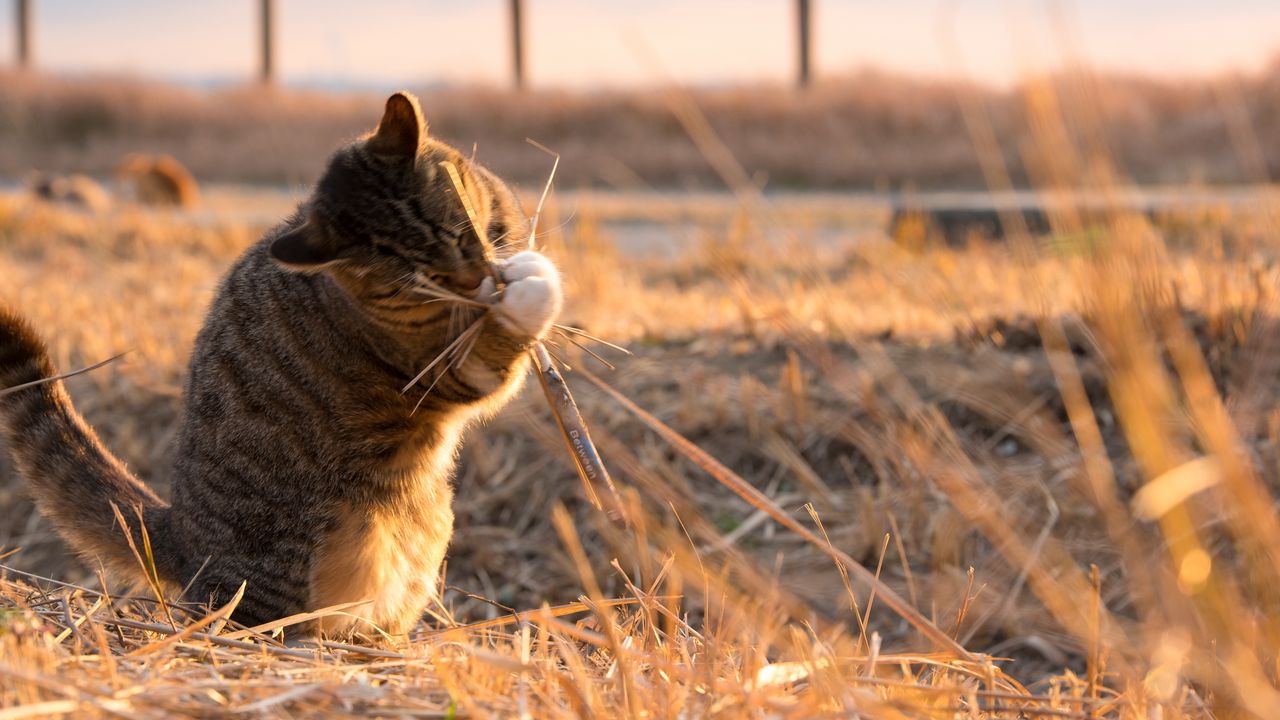 Wallpaper cat, playful, funny, grass
